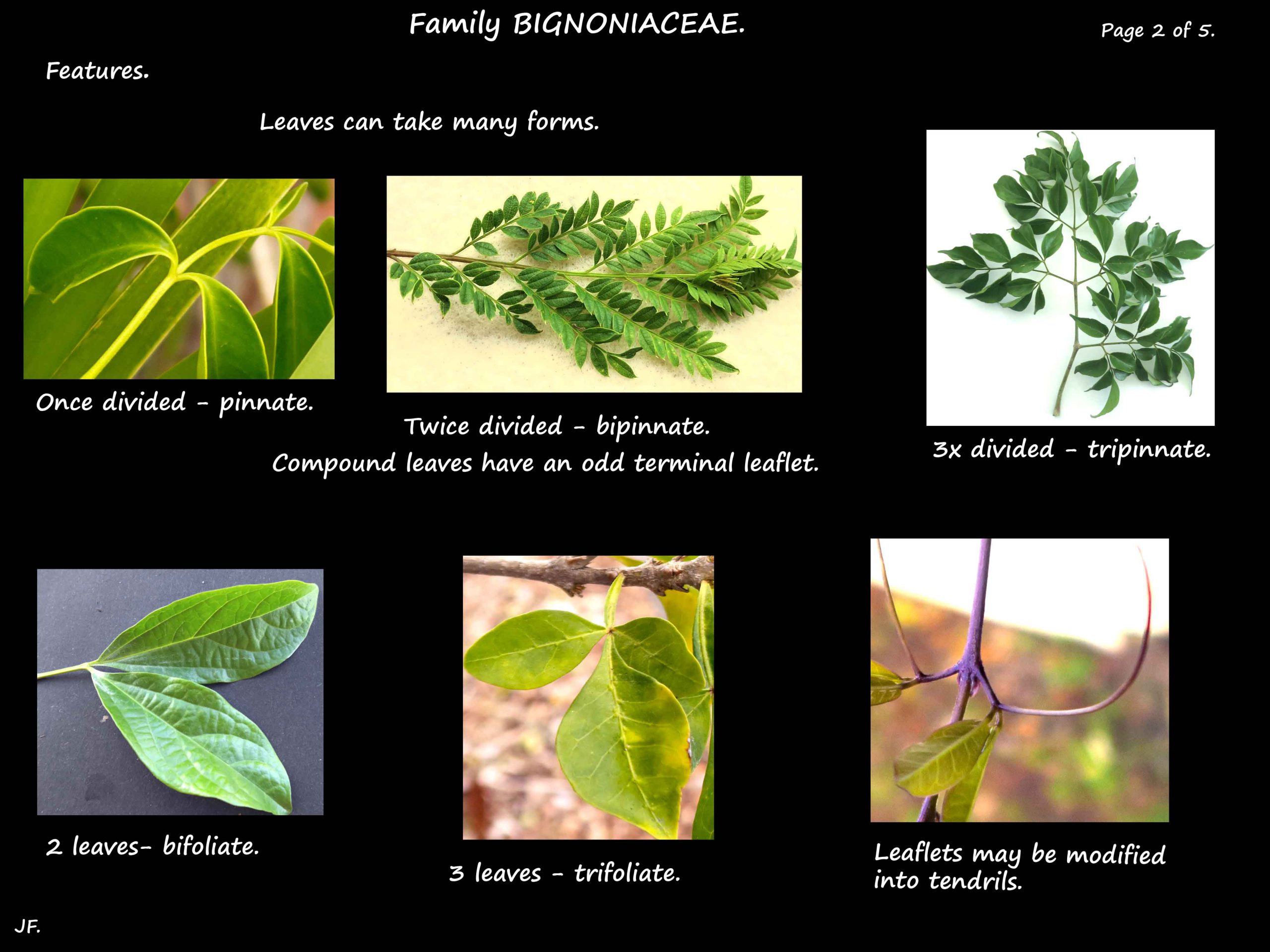 2 Bignoniaceae leaves